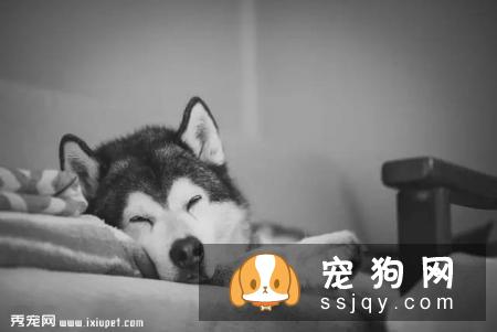 狗狗繁殖|种公种母，选择标准是什么？