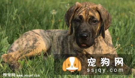 大丹犬选购技巧_大丹犬多少钱一只，好养吗？