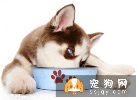 狗狗零食是把双刃剑宠物喂养多注意！