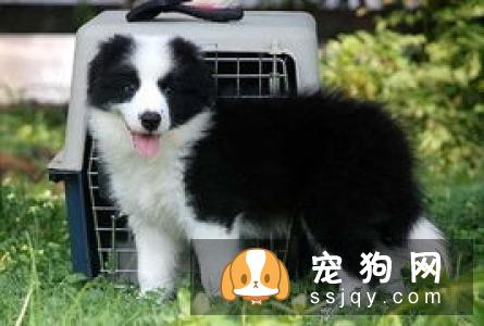 大白熊犬性格怎么样，多少钱一只？大白熊智商及训练方法