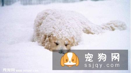 大白熊犬性格怎么样，多少钱一只？大白熊智商及训练方法
