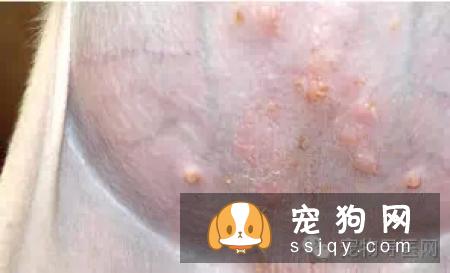 盘点狗狗皮肤病知识大全（图文解读）