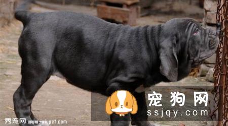 那不勒斯獒的习性特征及饲养方法_介绍