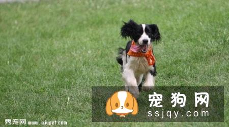 英国跳猎犬好养吗?英国跳猎犬图片|价格|训练