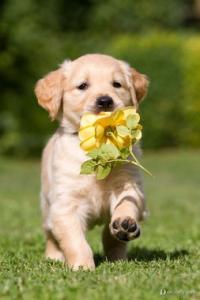 如何解决幼犬的哀嚎 ，真的很头大？