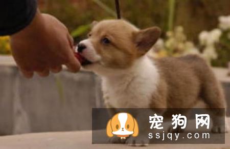 养宠物须慎重会带来6种疾病