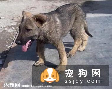 狗狗得了椎间盘脊椎炎的症状及治疗方法