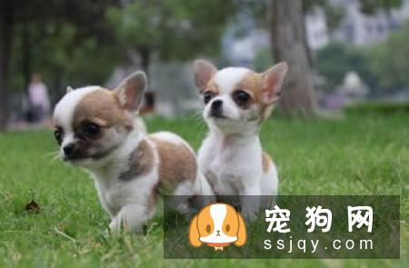 【吉娃娃】吉娃娃档案介绍及饲养知识大全