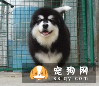 阿拉斯加雪橇犬性格好吗，多少钱一只？阿拉斯加好养吗？