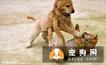 狗狗经常袒露肚皮的原因，你真的知道吗？