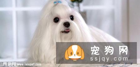 中国西施犬多少钱一只,好养吗?西施犬选购方法