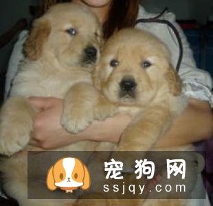 怎样挑选金毛犬