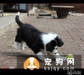 怎样提高宠物犬睡眠品质？