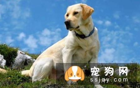 怎样挑选金毛犬