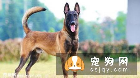 哈瓦那犬的外形特征及饲养心得_多少钱一只|价格