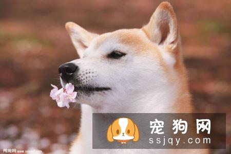 购买柴犬时要注意什么？