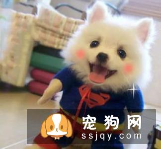萨路基猎犬好养吗?萨路基猎犬掉毛程度|价格|训练|智商