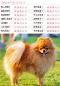 【吉娃娃】吉娃娃档案介绍及饲养知识大全