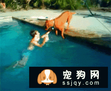 嫌麻烦！这就是我养大型犬的原因！