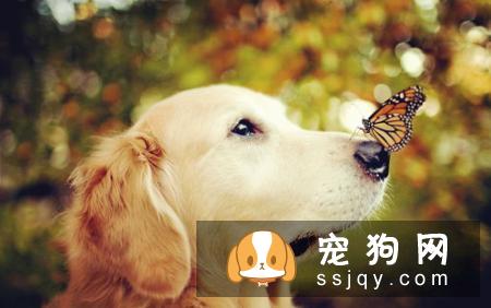 有关狗狗吃狗粮的争议问题