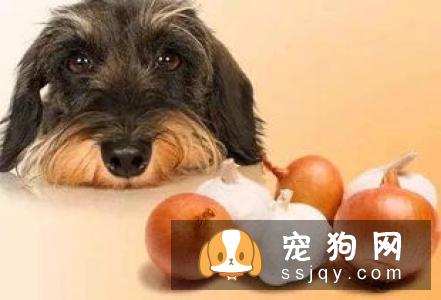狗狗吃了驱虫药一般会有哪些反应……