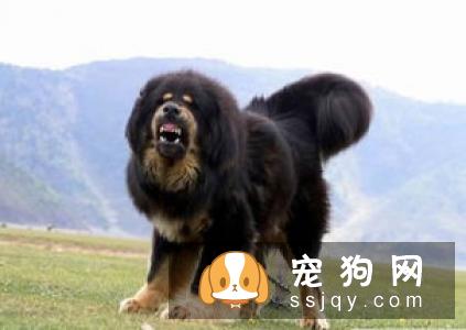 那不勒斯獒的习性特征及饲养方法_介绍