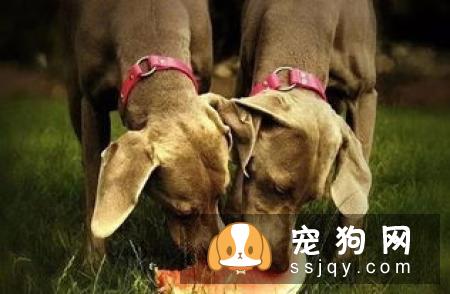 狗呕吐是怎么回事？狗狗呕吐怎么办？