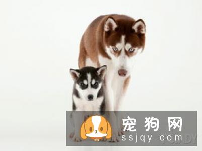 狗狗护食行为的纠正方法