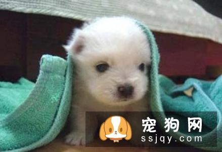 狗狗得了椎间盘脊椎炎的症状及治疗方法