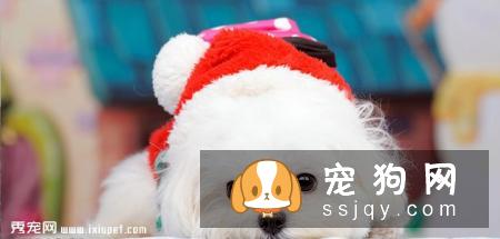 马尔济斯犬的外形特征及训练方法_马尔济斯犬价格