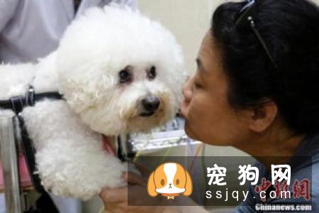 宠物狗身上伤口化脓，用这种特殊疗法你能接受吗