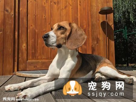 比格犬美容方法详解让比格犬更漂亮
