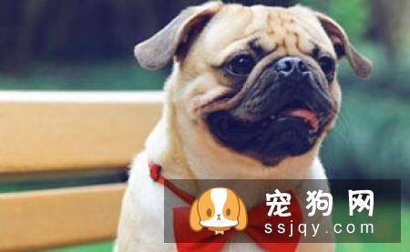 狗狗不把主人放在眼里怎么办_解决措施