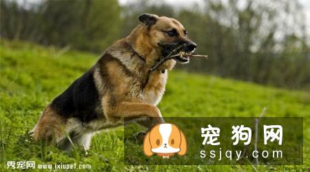 德国黑贝的外形特征及生活习性_图片