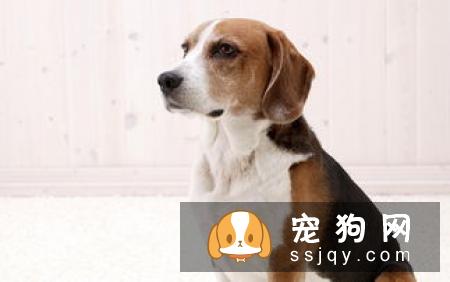 狗狗能吃盐吗？详解吃盐的危害