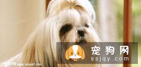 中国西施犬多少钱一只,好养吗?西施犬选购方法