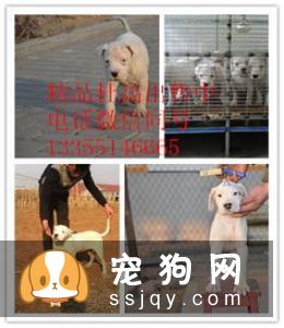 你知道杜高犬的起源吗？