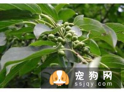 贝吉格里芬凡丁犬的体型特征及训练方法