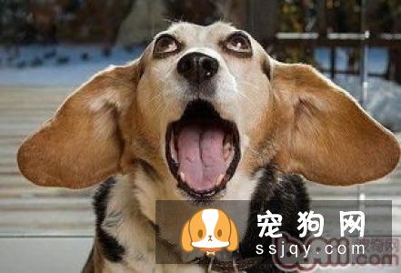 狗狗牙齿松了，怎么办？