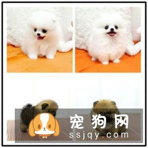 怎样提高宠物犬睡眠品质？