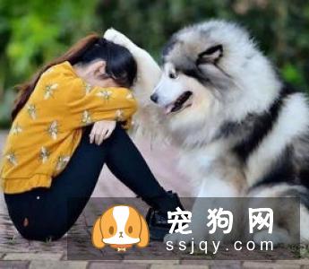 嫌麻烦！这就是我养大型犬的原因！