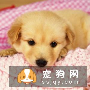 为什么狗狗疫苗要打三针？