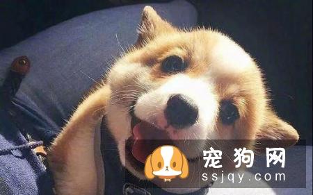 狗狗对主人有攻击行为怎么办？