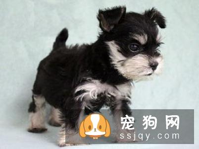 新手如何挑选雪纳瑞幼犬?