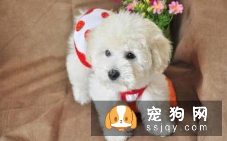 巴比熊犬性格怎么样，好养吗_巴比熊犬的价格