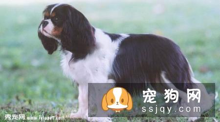 英国跳猎犬好养吗?英国跳猎犬图片|价格|训练