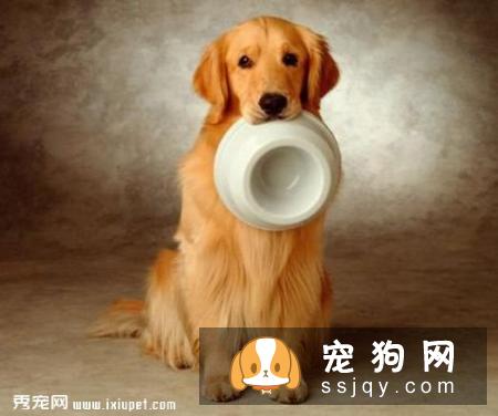 怎么带金毛外出散步？