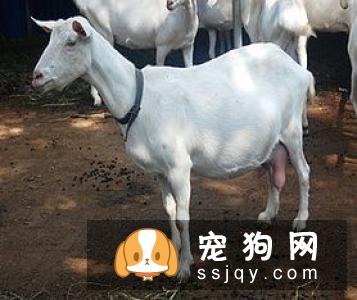惊天兽多少钱一只,好养吗?惊天兽外形特征_图片