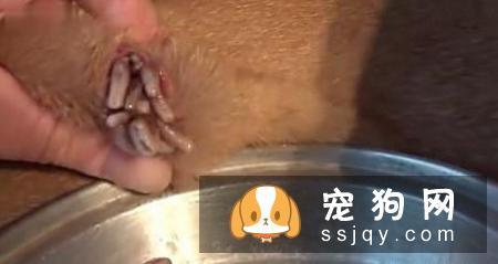 宠物狗身上伤口化脓，用这种特殊疗法你能接受吗