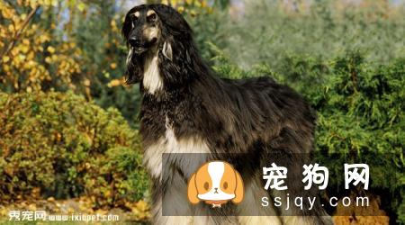 阿富汗猎犬的外形特征及训练方法_多少钱一只？